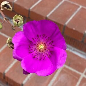 Rock Purslane Succulent LIVE rooted cuttings slips